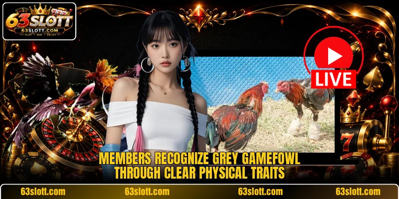 Members recognize Grey Gamefowl through clear physical traits Members recognize Grey Gamefowl through clear physical traits